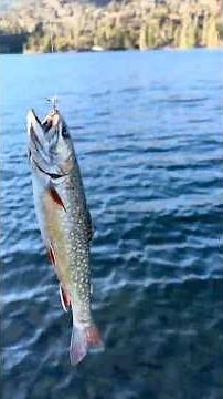 Fly Fishing at Susie Lake on the Tahoe Rim Trail, Pacific Crest Trail, California. Catch and Cook