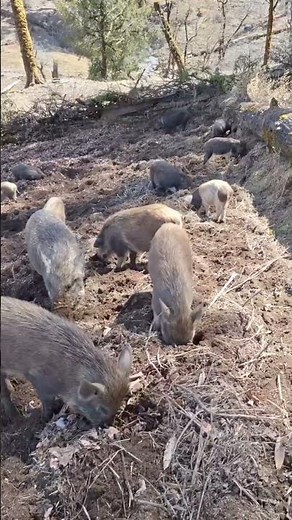 Wild boar farm