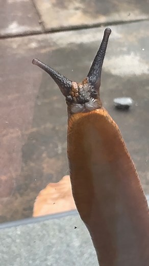 39K views · 111 reactions | Why Does This Look Like a Tiny Rabbit on My Kitchen Window? | Plants and gardening | Facebook