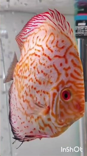 Early diagnosis and timely medication can save you discus fish#discusfish#discus fishtreatment