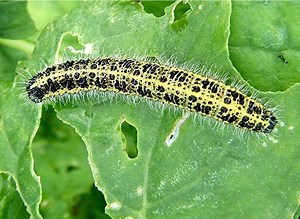 Pieris brassicae - Alchetron, The Free Social Encyclopedia