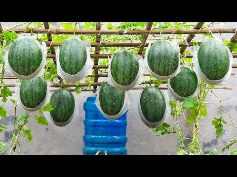 Fertilize with this fish, your watermelon will be super fruity and sweet