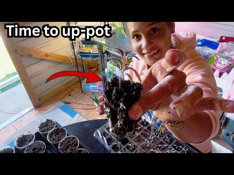 Up Potting Tomato Seedlings 🌱 | Are Grow Lights Actually Worth It?