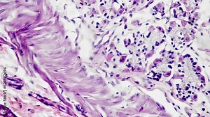 Cross section of human smooth muscle filmed under microscope with 400x magnification on bright field. Isolated macro footage of cells in layers. Study anatomy in biological lab with science equipment.