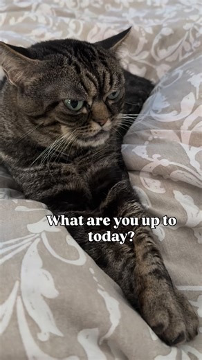 Imma be sleeping, obviously. #grumpycat #cat #cats | Grumpy Kitzia