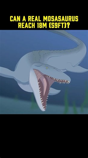 How long was MOSASAURUS? #marinereptiles