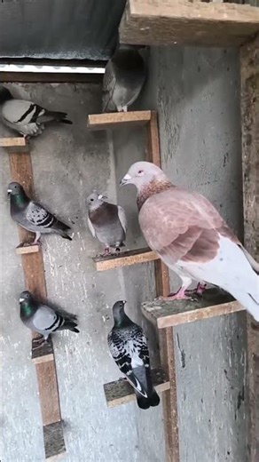 Live highlight, E - Coli Virus Attack Racing Pigeon Loft 😰😰