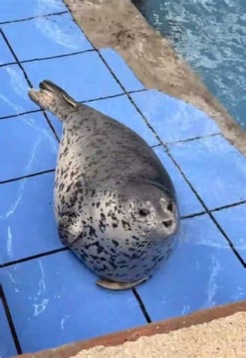 Cute Seal Enjoys Dried Fish Snack at the Zoo