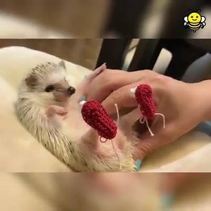 1.5M views · 3.3K reactions | I have slippers! 璉 Credit:: @GoHappiest | Elisa | Facebook