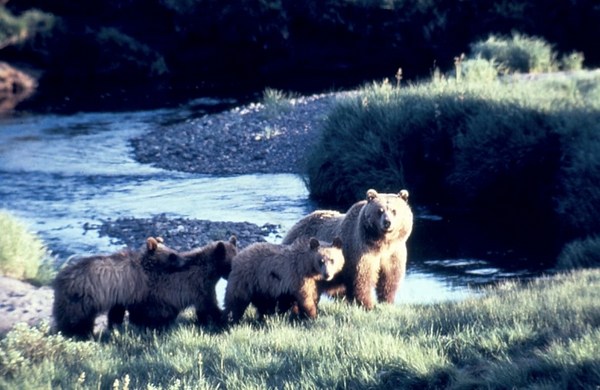 Grizzly Bear Captures To Begin In Grand Teton National Park