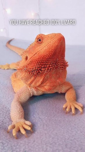 Bearded Dragon Memes and Video Games Compilation