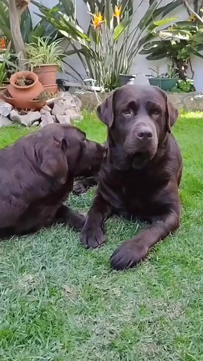 Cuteness overload alert! These chocolate Labs are here to make your Chocolate Day extra sweet! 🍫🐾 #AnimalPlanetIn #AnimalPlanetIndia #AnimalPlanet #Animals #AnimalLovers #Animal #ChocolateDay #Labrador | Animal Planet India