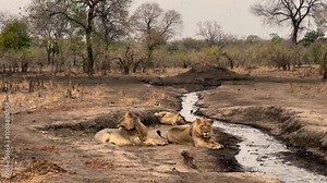 Southern Lions (Panthera leo melanochaita) at a small stream after sunset in Majete Wildlife Reserve, Malawi.