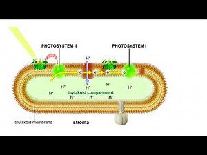 Noncyclic pathway of electron flow Animation