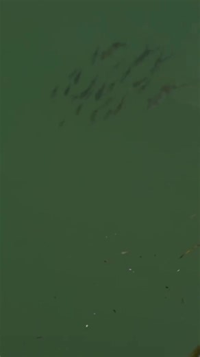 Catching Baby Squid in the Wild! 🦑