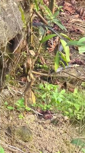 SNAKE 🐍 | Snake Videos Collection