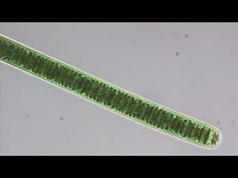Oscillatoria movement under microscope