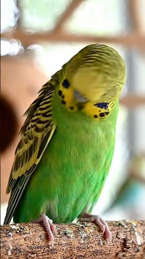 Olive green Budgerigar (Budgie) ‪@BirdWorldDaily‬