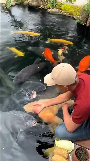 Discover the Secret to a Thriving Garden: Big Blue Fish and Lucky Koi