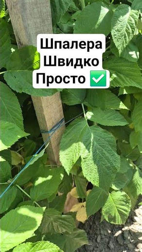 Trellis for everbearing raspberries without the hassle