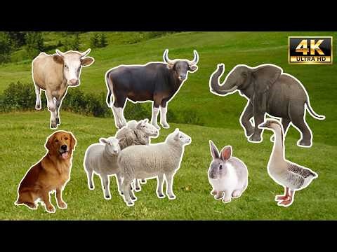 100 Animal Noises & Names | 4K Relaxing Wildlife (No Voiceover)