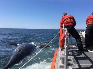 Endangered Right Whale Dies In Cape Cod Boat Collision