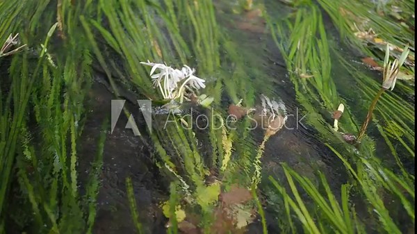 Crinum thaianum, the queen of aquatic plants, is a beautiful and rare aquatic plant found in Ranong and Phang Nga provinces.