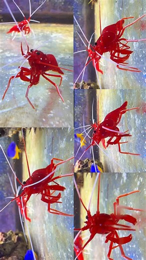 Lysmata debelius, commonly known as the blood or fire shrimp, is a popular marine aquarium species known for its vibrant red color and role as a cleaner shrimp. It feeds on parasites and dead skin from other fish, and in an aquarium, it scavenges for food and helps keep the tank clean. These shrimp are hermaphrodites and are best kept in peaceful, reef-safe environments with stable water parameters. #saltwateraquarium #reeftank #aquariumhobby | SaltwaterAquarium.com
