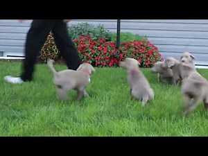 Silver Lab Puppies For Sale