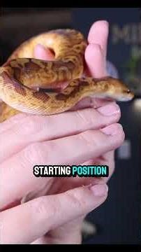 This is just the beginning #ballpython