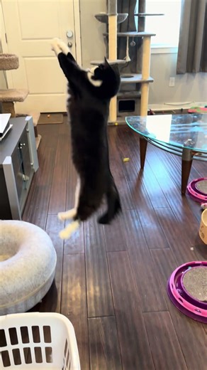 Slow Motion LEAP🥇