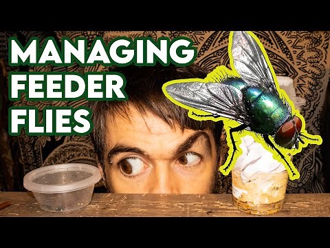 Feeder flies - top tips! [HUSBANDRY]