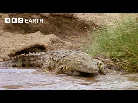 Crocodiles vs Zebra Family | Natural World: The Crossing | BBC Earth
