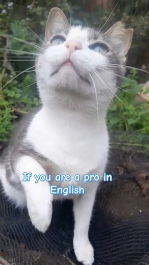 ❌️🙅🏻‍♂️ Only English Pros 🏆🏅