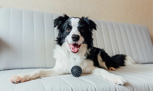 Shetland Sheepdog vs Border Collie: Key Differences Explained