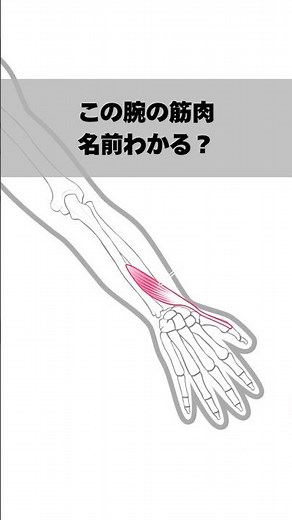 この腕の筋肉、名前わかる？｜1日1問 筋肉クイズ