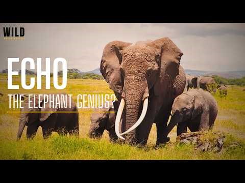 Echo The Elephant: Scientists Studied for 40 Years: A Story About Family and Intelligence