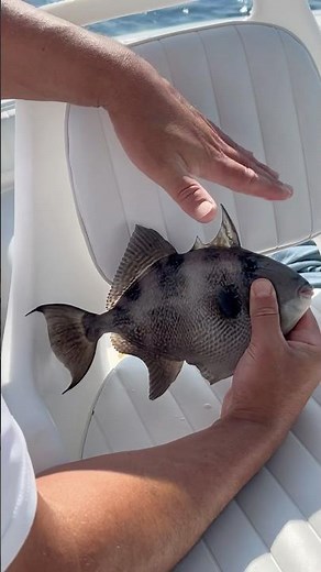Grey triggerfish ‘trigger activated’ #triggerfish #fishing #fish