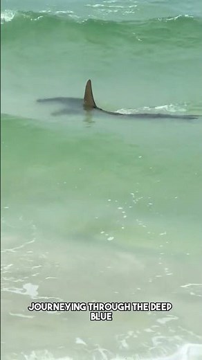 Hammerhead Sharks - Predators of the Deep