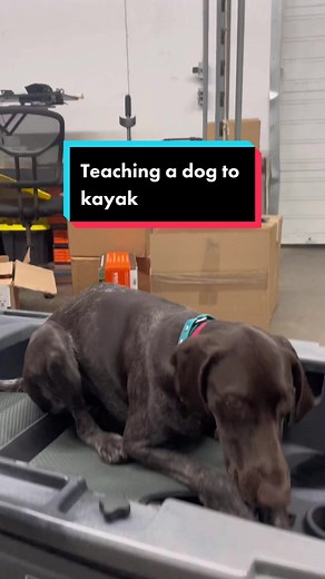 Dog Kayaking Tips for a Safe and Fun Adventure