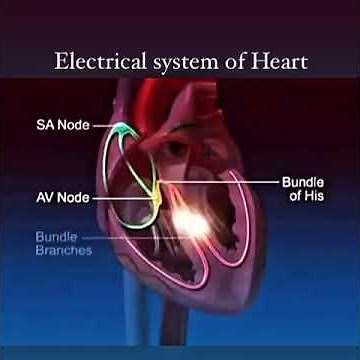 Electrical conduction system of heart