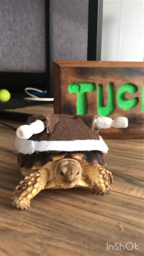 He was today years old when he found out there was a trending song about him on TikTok. #tortoise #turtle #sulcata #reptile #sulcatatortoise #reptiles #tortoises #funny #kurakura #tortoiselife #love #toocute #turtles #tortoiselove #pet #tortoiselover #pardalis #halloween #costume #aww #trend #pets #trendingaudio #animals #torto #trendingnow #cute #sulcatalover #pokemon #blastoise | Tucker The Tiny Tortoise