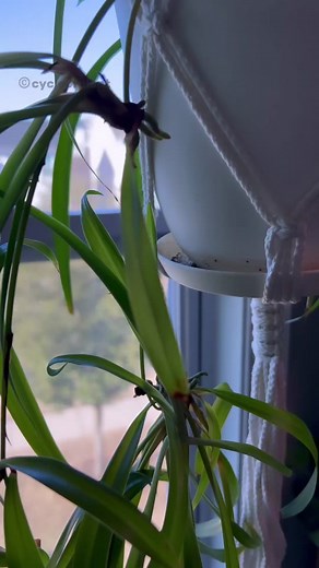 How to Propagate Spider Plant Babies for Your Garden