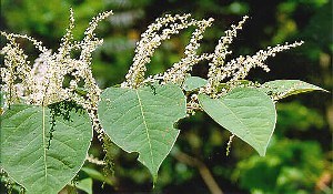 Japanese Knotweed | Is Knotweed Invasive or is it Itadori Tea?
