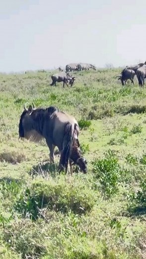 6 DAYS KENYA SAFARI - MASAI MARA, LAKE NAKURU AND AMBOSELI This Wildlife Safari offers you the joys of observing Kenya's prolific wildlife on game drives through East Africa’s most stunning parks and reserves. Parks visited include: Amboseli, Lake Nakuru and Masai Mara Game Reserve. Itinerary Day 1 Arrival-Drive to masai mara Day 2 Full day at Masai mara Day 3 Half day tour at masai mara-Drive to Lake Nakuru Day 4 Full day at Lake Nakuru national park Day 5 Drive to Amboseli - Half day tour Day 