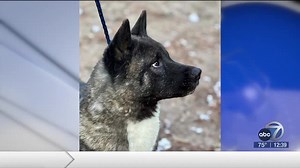 Pet of the Week: Candy