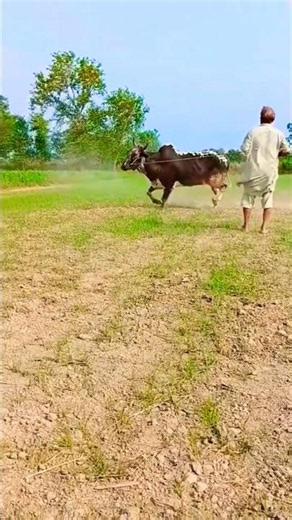 sadabahar song #viralvideo #alam lohar#shortvideo