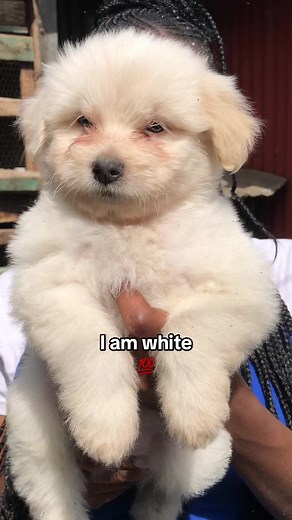 Havanese pups… #barkyardkennel #viraltiktok #viraltiktok #dog #dogoftheday