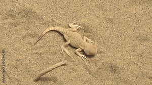 Close-up of toad-headed agama living in Sarykum dune area in Dagestan