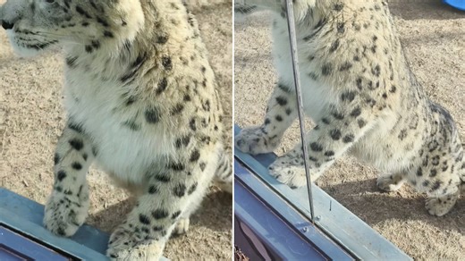 【雪豹凌小芒】靓仔你溜得我气喘如牛